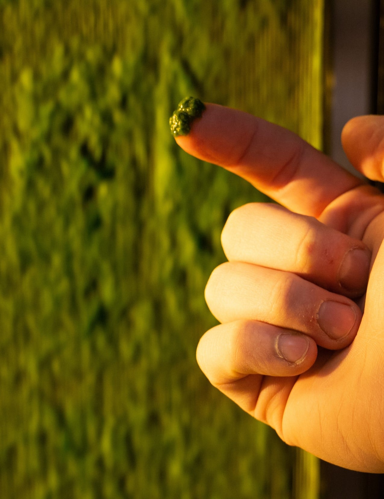 Living algae from Midland's closed-loop clean-water system, held between two fingers